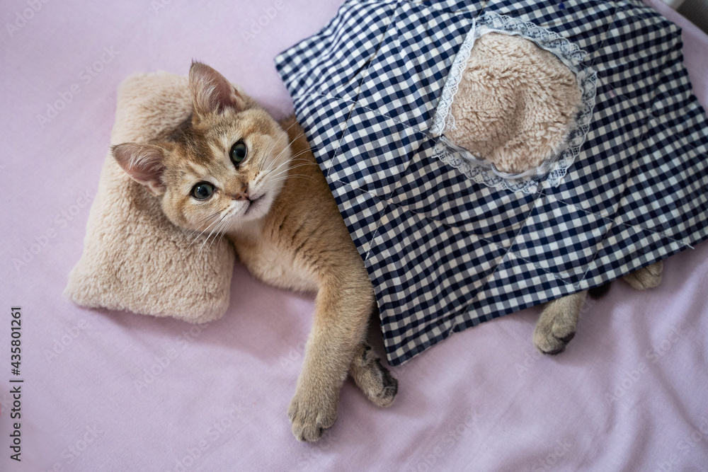 British cat lies on the bed on a doll pillow under a doll blanket British cat lies on the bed on a doll pillow under a doll blanket