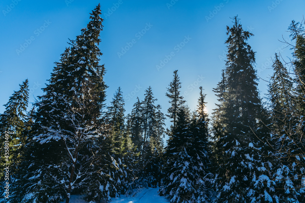 Pines. Pine snowy forest. Ukraine. Carpathians. Pines. Pine snowy forest. Ukraine. Carpathians.