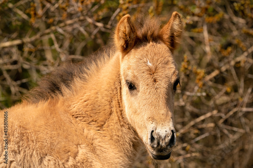 Head of a konik horse foal. The cute young animal looks straight into the camera. In the golden reeds