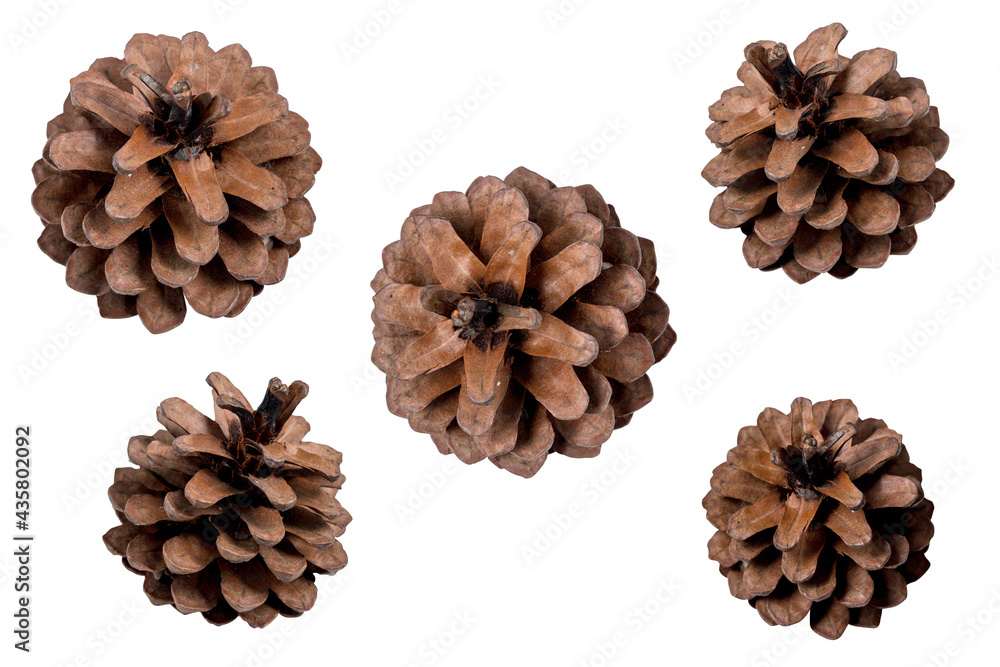 Group of pine cone isolated on a white background. Materials for decoration in various festivals Such as Christmas, New Year, etc. Group of pine cone isolated on a white background. Materials for decoration in various festivals Such as Christmas, New Year, etc.