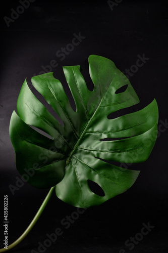 Monstera leaves on a black background, Monstera is a plant that has a lobes, Green and large. It is popular to decorate.