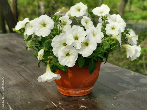 Wallpaper Mural A flower pot with a white petunia on a brown wooden table in the park on Elagin Island in St. Petersburg.. Torontodigital.ca