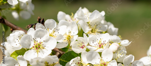 White apple flowers on a beautiful sunny day