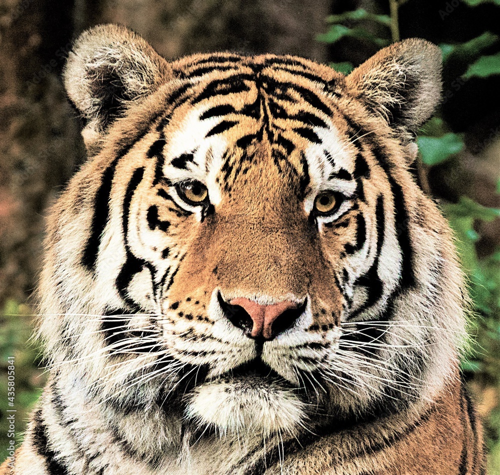 Fototapeta premium Lying tiger looking at camera
