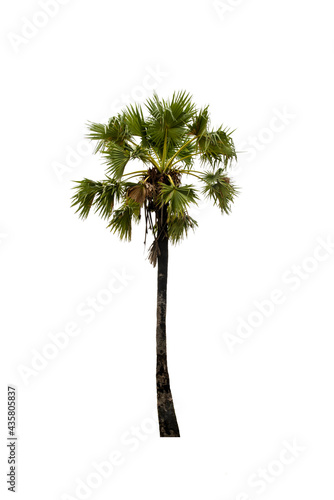 Sugar palm isolated on white background (Toddy palm, Asian Palmyra palm, Borassus flabellifer) © Nisathon Studio