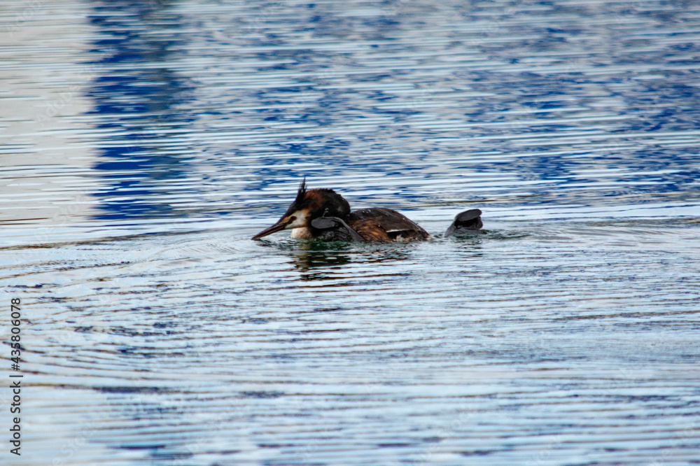 Fototapeta premium perkoz