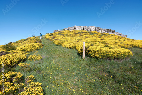 hiker girl on yellow flower trail