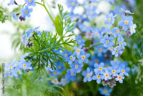 Blooming blue forget-me-not flowers floral summer background photo