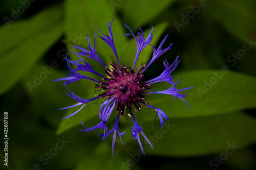 Purple flower, macro photography, green background