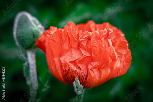 Detailed macrophotograph of a red, blooming common poppy flower against green background