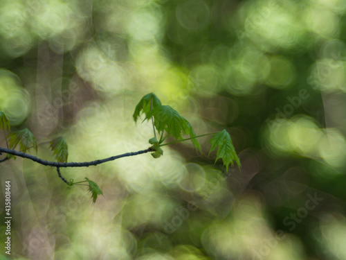 Fresh maple leaves on blurred spring background. Selected focus, shallow depth of field. Natural green background