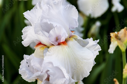 a white bearded iris blooms in the early morning light