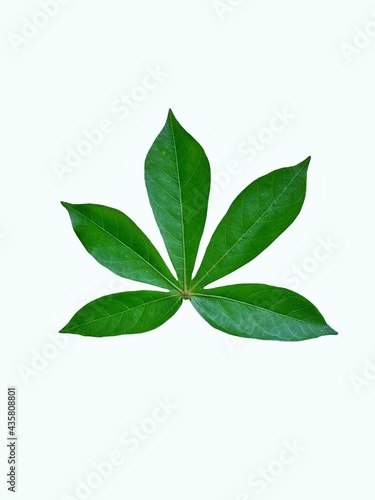 cassava leaf isolated on white background © Manachai