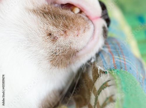 Close up of feline acne Soft focus image.