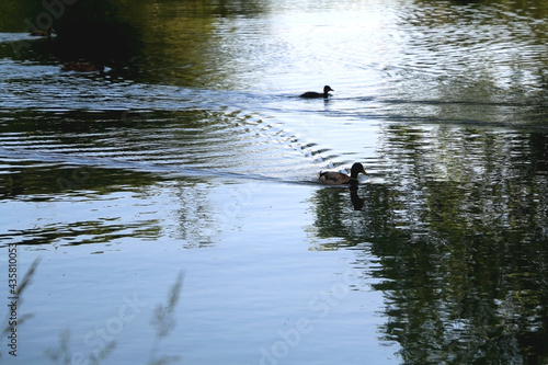 Mallard duck swimming in a river on a sunny day. Selective focus.