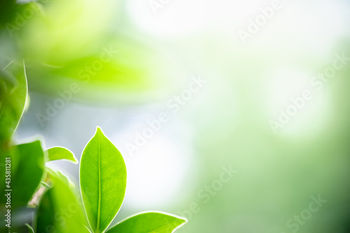 Amazing nature view of green leaf on blurred greenery background in garden and sunlight with copy space using as background natural green plants landscape, ecology, fresh wallpaper.