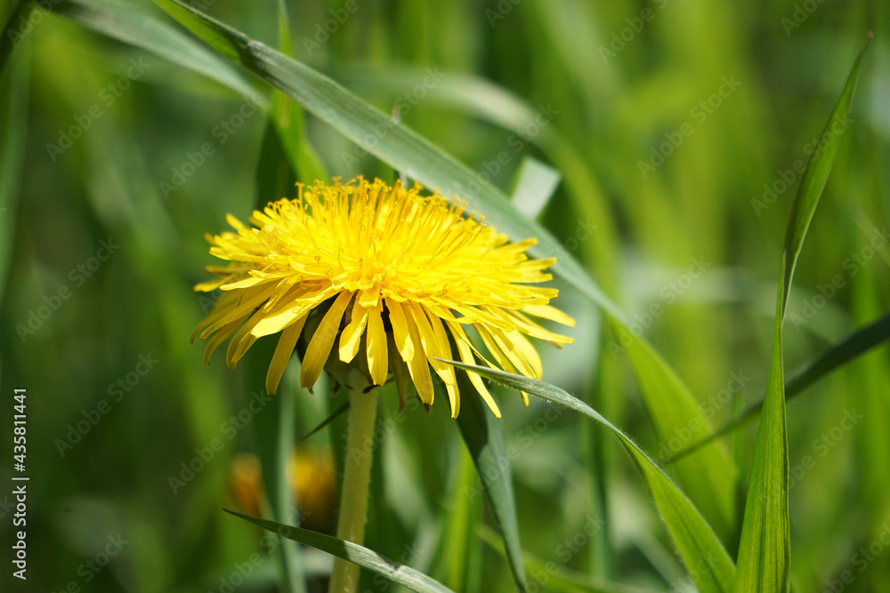 gelbe Blüte vom Löwenzahn auf Frühlingswiese, yellow blossom from dandelions on spring meadow gelbe Blüte vom Löwenzahn auf Frühlingswiese, yellow blossom from dandelions on spring meadow