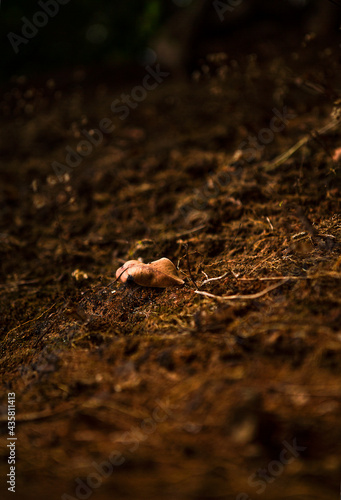 autumn leaves on the ground