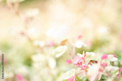 Amazing nature view of White and pink leaf on blurred greenery background in garden and sunlight with copy space using as background natural green plants landscape, ecology, fresh wallpaper.