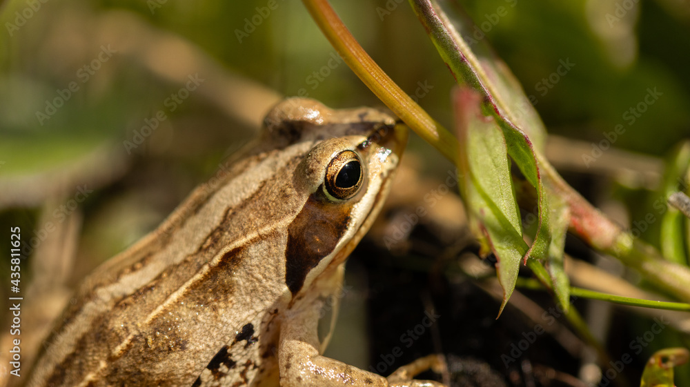 Obraz premium Moorfrosch
