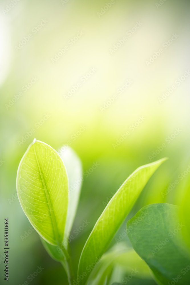 Amazing nature view of green leaf on blurred greenery background in garden and sunlight with copy space using as background natural green plants landscape, ecology, fresh wallpaper. Amazing nature view of green leaf on blurred greenery background in garden and sunlight with copy space using as background natural green plants landscape, ecology, fresh wallpaper.