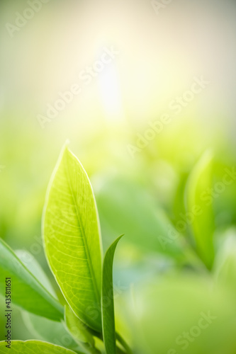 Amazing nature view of green leaf on blurred greenery background in garden and sunlight with copy space using as background natural green plants landscape  ecology  fresh wallpaper.