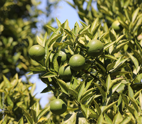 ripe bergamot fruit a typical citrus fruit of Southern Italy of the Italian Mediterranean area