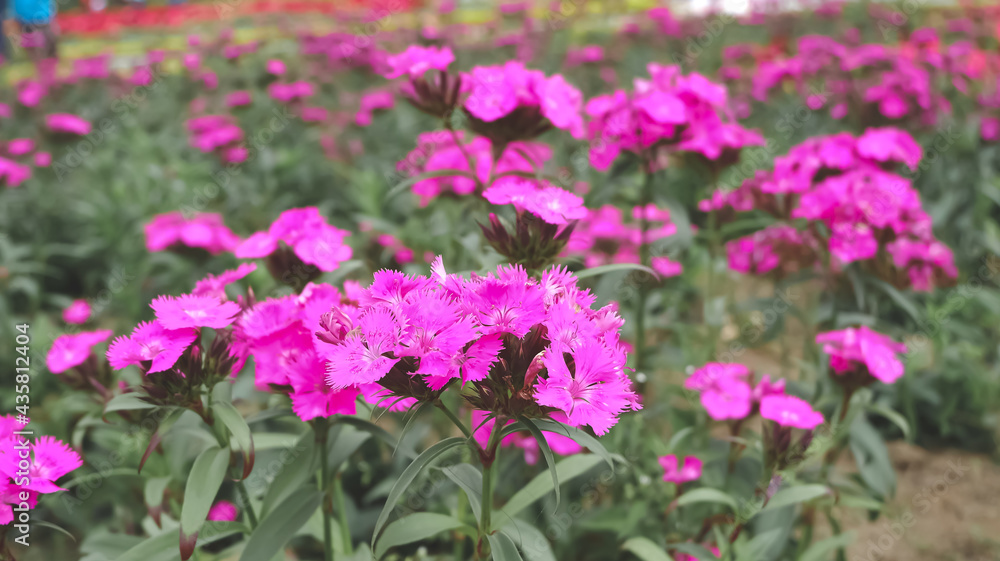 field of flowers