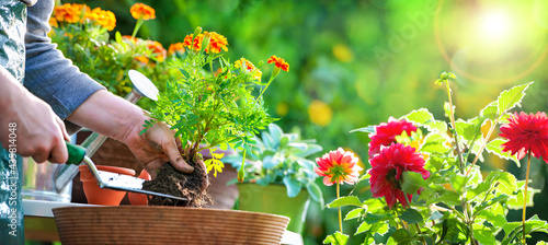 Fototapeta Naklejka Na Ścianę i Meble -  Gardener planting flowers in pot