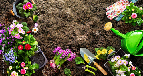Fototapeta Naklejka Na Ścianę i Meble -  Planting spring flowers in the garden
