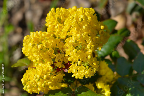 Oregon grape