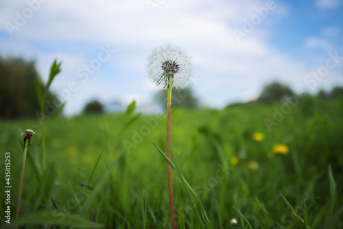 Dandelion in a field in a background of blue sky with clouds. 