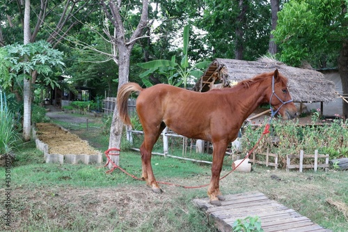 Canvas Print A brown-haired horse stands in an outdoor garden.
