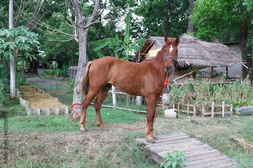 Canvas Print horse and foal in a field A brown-haired horse stands in an outdoor garden