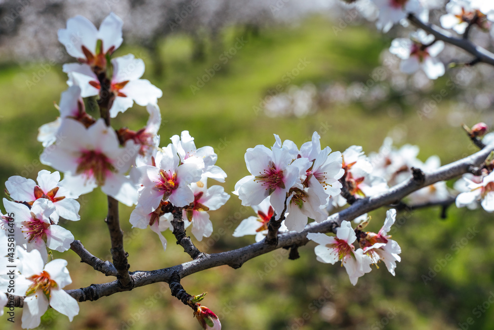 Beautiful almond blossoms on the almont tree branch. Beautiful almond blossoms on the almont tree branch.