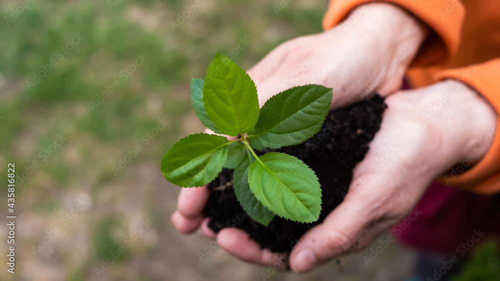 Close-up of an elderly woman's hands with an apple tree sprout. Grandma holding a plant outdoors. Close-up of an elderly woman's hands with an apple tree sprout. Grandma holding a plant outdoors.