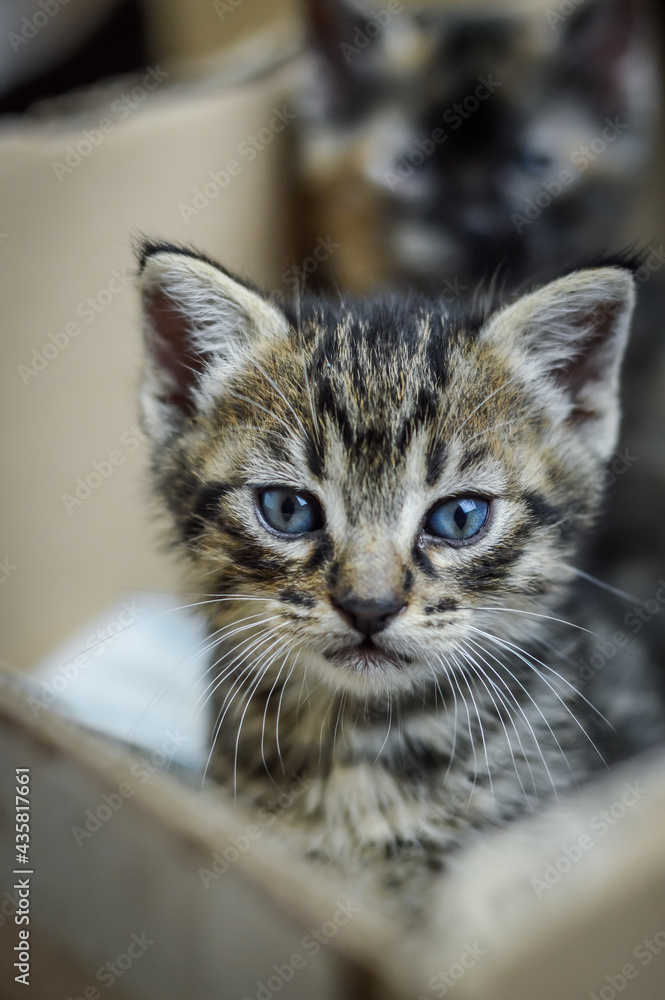 portrait of a one-month-old striped kitten in the cardboard box where he grew up, soft focus, close up