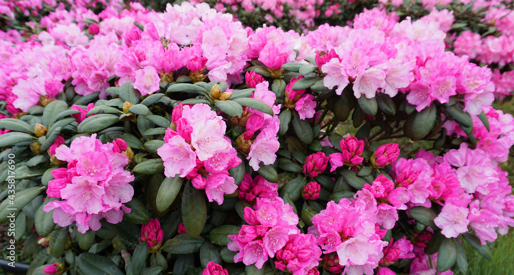 Pink rhododendron bush Pink rhododendron bush