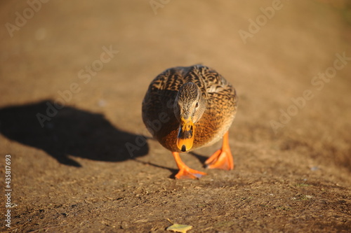Fearsome duck steps on photographer