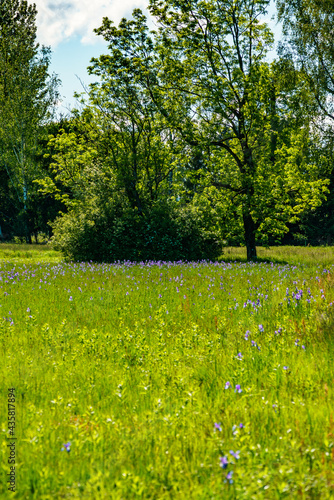 Fototapeta Naklejka Na Ścianę i Meble -  Blühendes Lilienfeld, blaue sibirische Schwertlilien in einem Naturschutzgebiet am Bodensee, blaue und weisse Blüten, blühende Blumen, mitten im Schilf vor Bäumen, leuchtende Farben