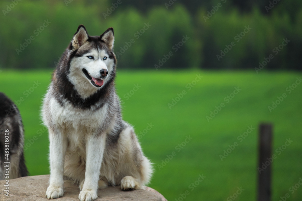 Husky is resting on a stone. Against the background of green grass. Portrait of the Siberian husky. Friendship forever. Husky is resting on a stone. Against the background of green grass. Portrait of the Siberian husky. Friendship forever.