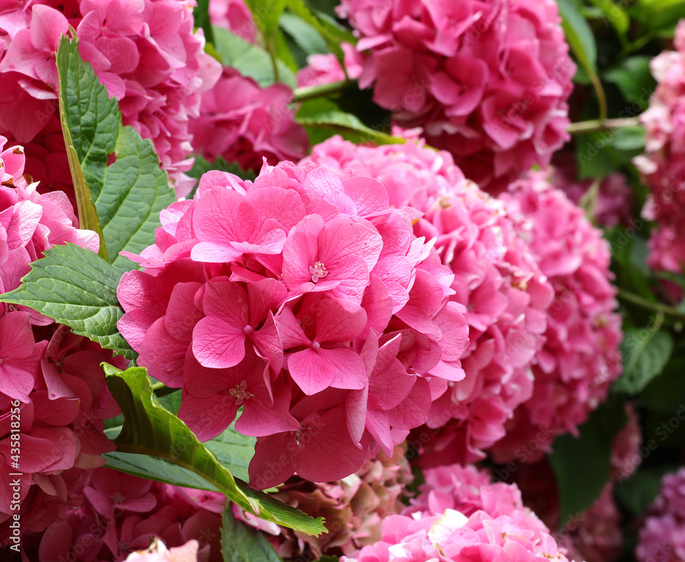 large fuchsia-colored hydrangea flowers from the garden just blossomed in spring large fuchsia-colored hydrangea flowers from the garden just blossomed in spring