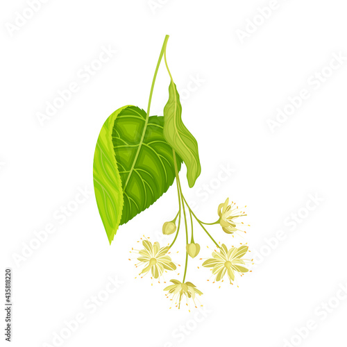 Tilia Specie or Linden with Cluster of Fragrant Yellowish-white Flowers and Green Cordate Leaf Vector Illustration