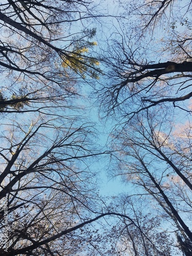 Korony drzew w tle jasne niebo  Zdjęcie wykonane w parku Zamku Książ © jakub_g95