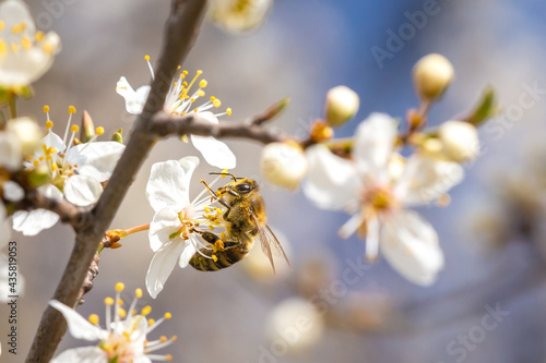 Honey bee collecting pollen at white flower. Bee collecting honey. Bee on white flower in blue background.
