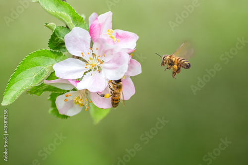 Flying honey bee collecting bee pollen from apple blossom. Bee collecting honey.