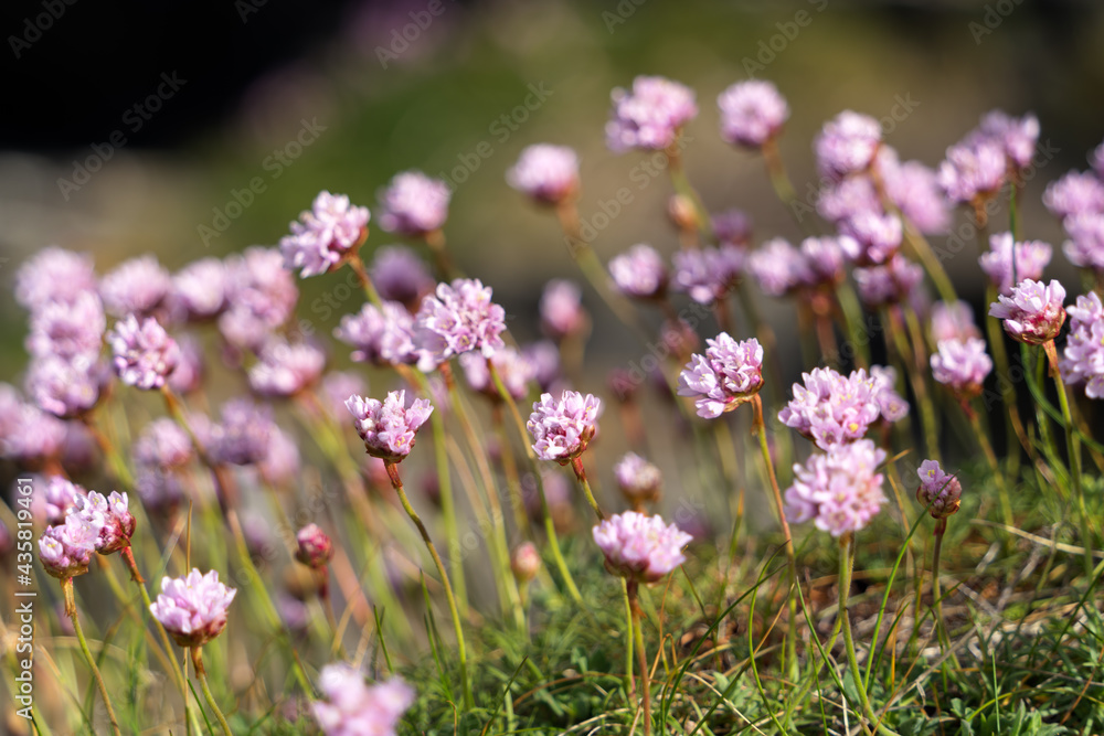 Sea Pinks (Armeria) flowering in springtime at Pendennis Point near Falmouth in Cornwall Sea Pinks (Armeria) flowering in springtime at Pendennis Point near Falmouth in Cornwall
