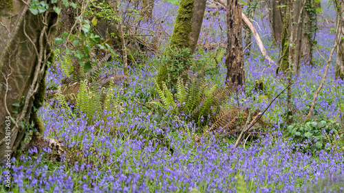 A swathe of Bluebells in woods near Coombe in Cornwall photo