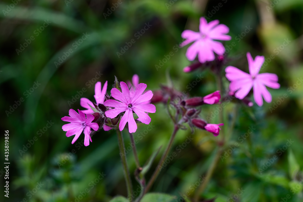 Red Campion (Silene dioica) growing in springtime in Cornwall Red Campion (Silene dioica) growing in springtime in Cornwall