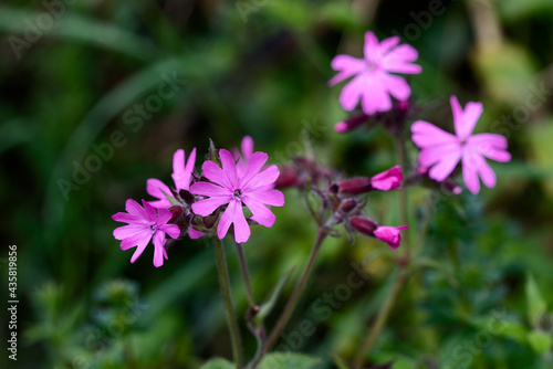 Red Campion  Silene dioica  growing in springtime in Cornwall